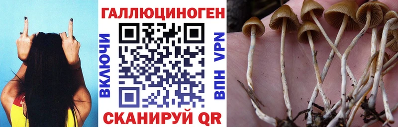 Галлюциногенные грибы мицелий  Купить закладки  Берёзовка 